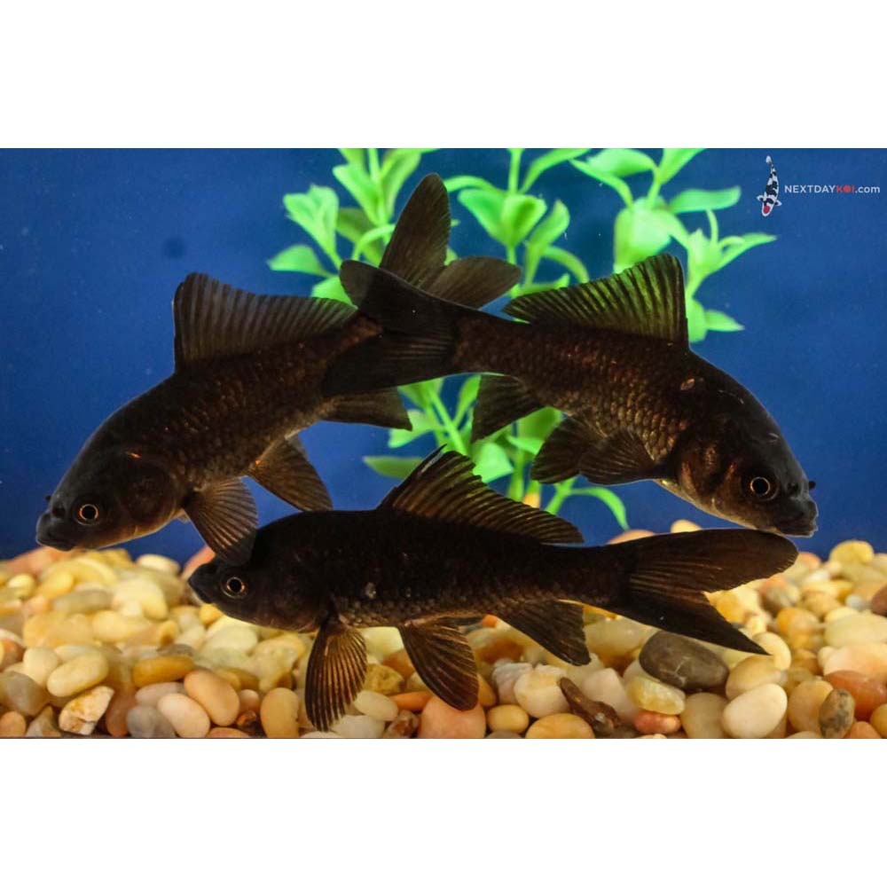 One 4-5” Blackout Comet | Koi Fish For Sale