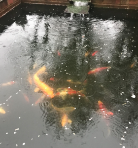 Rain falling on a koi pond