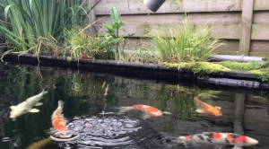 Automatic feeder above a koi pond