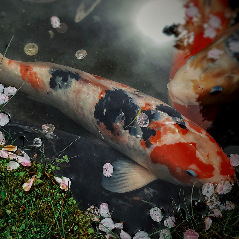 Preventative Care For Your New Koi Next Day Koi