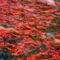 Koi hidden under leaves on top of koi pond