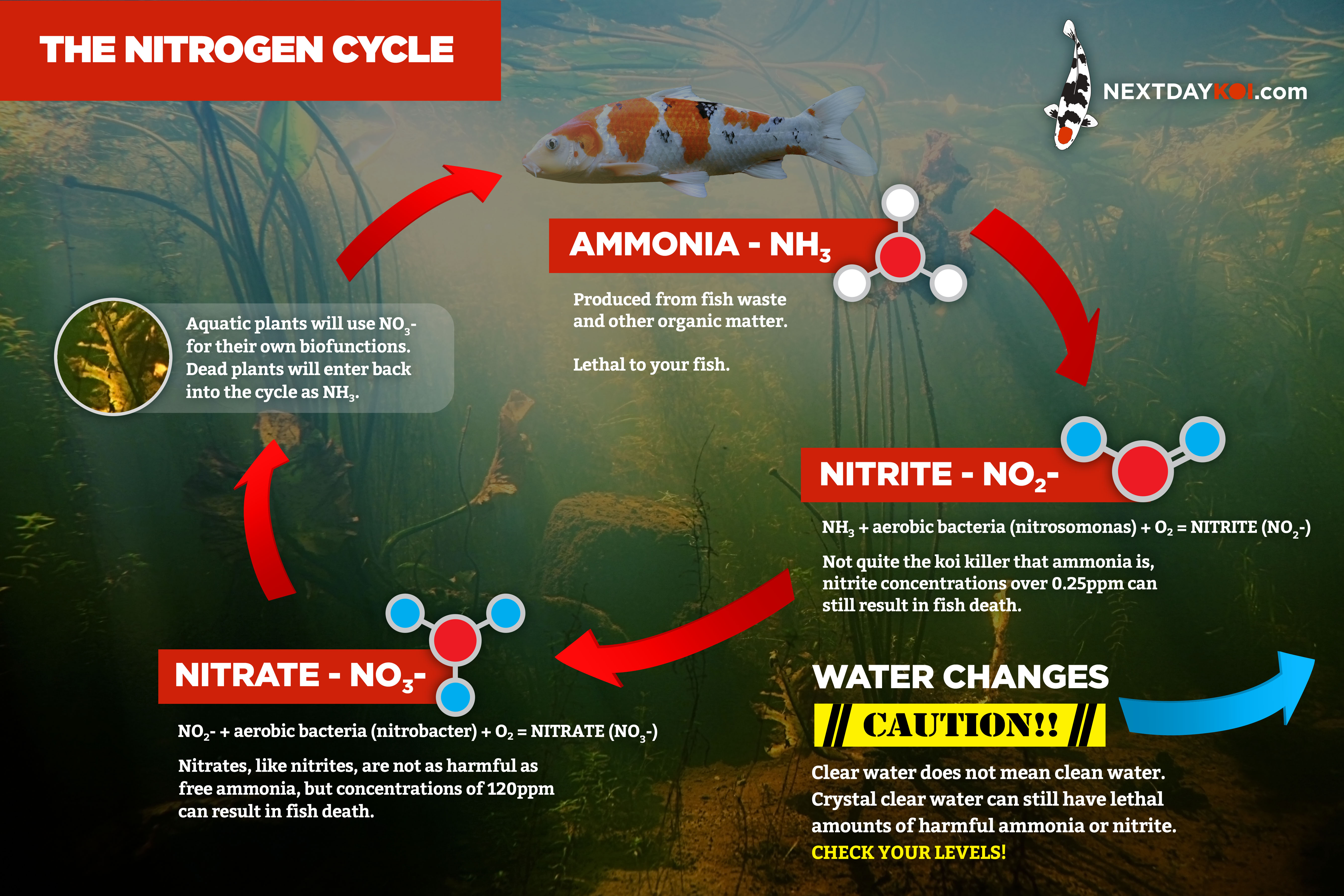 KOI nitrogen cycle v2