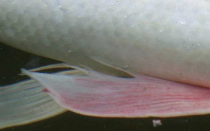 Red streaked fins on a koi