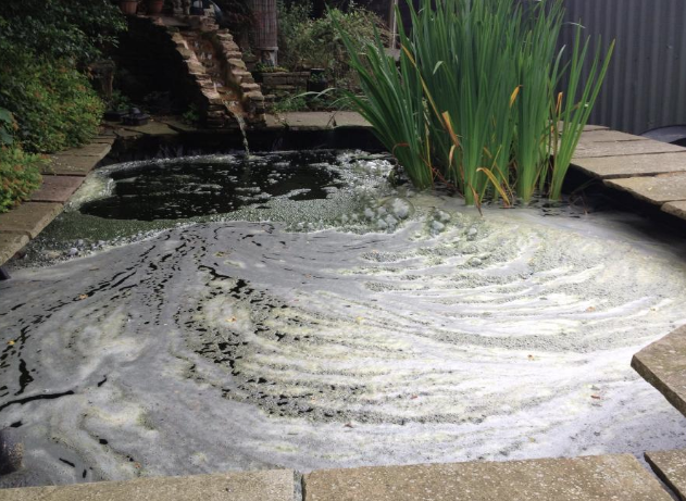 Foam on top of a koi pond