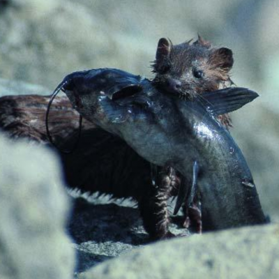 Mink with prey in its mouth