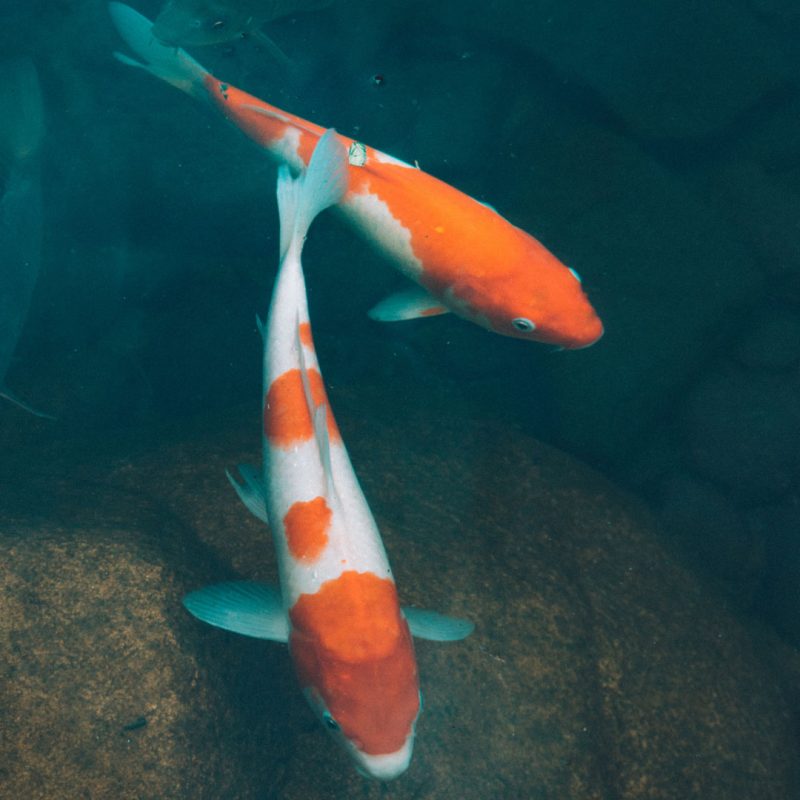 Featured image of post Easiest Way to Make Orange And White Koi Fish Meaning