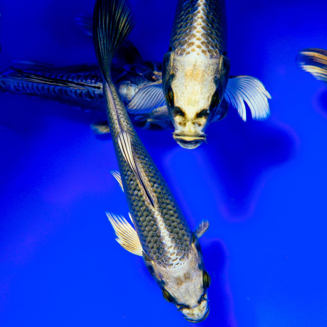 Six Reasons Your Koi Aren T Growing And What You Can Do About It Next Day Koi