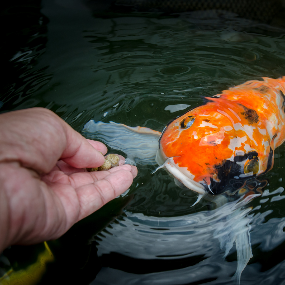 Feeding pond fish hotsell