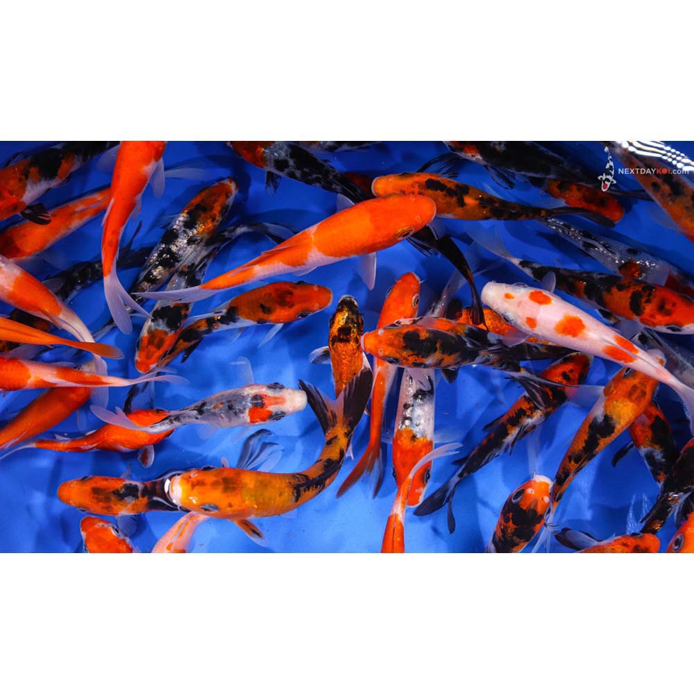 Gosanke Mix Imported Koi | Koi Fish For Sale