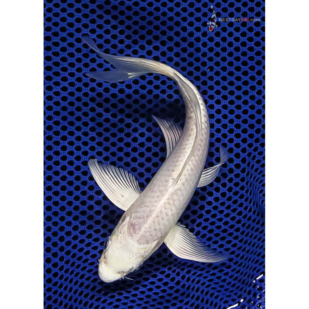 Most Popular Varieties of Koi: Ogon