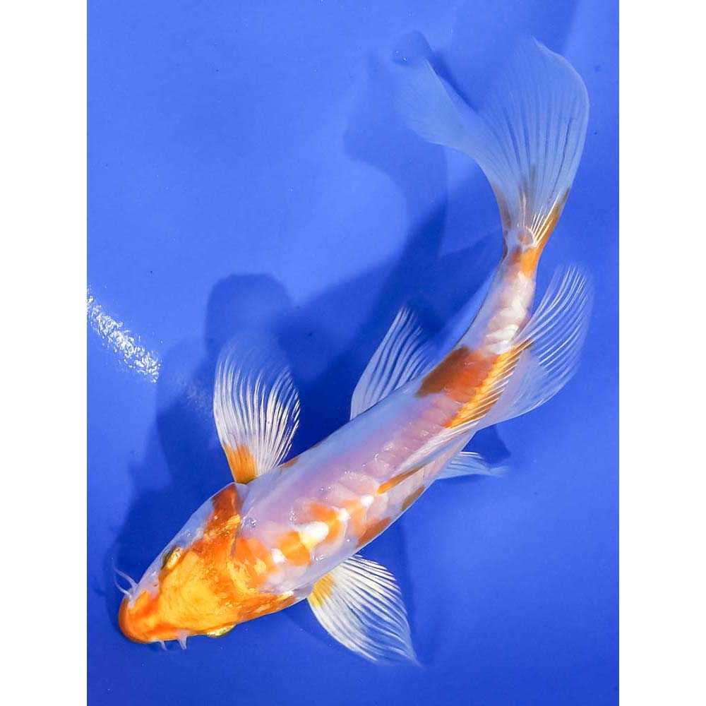 Gold koi fish outlet for sale