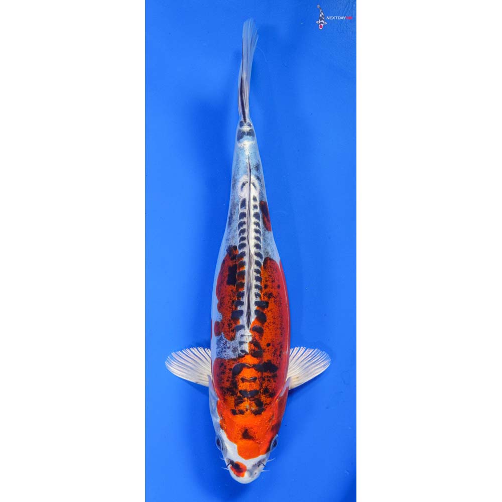 Koi Fish For Sale