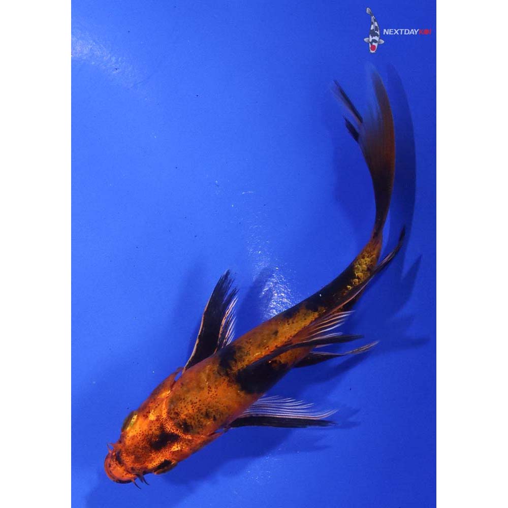 Koi Fish For Sale | Next Day Koi