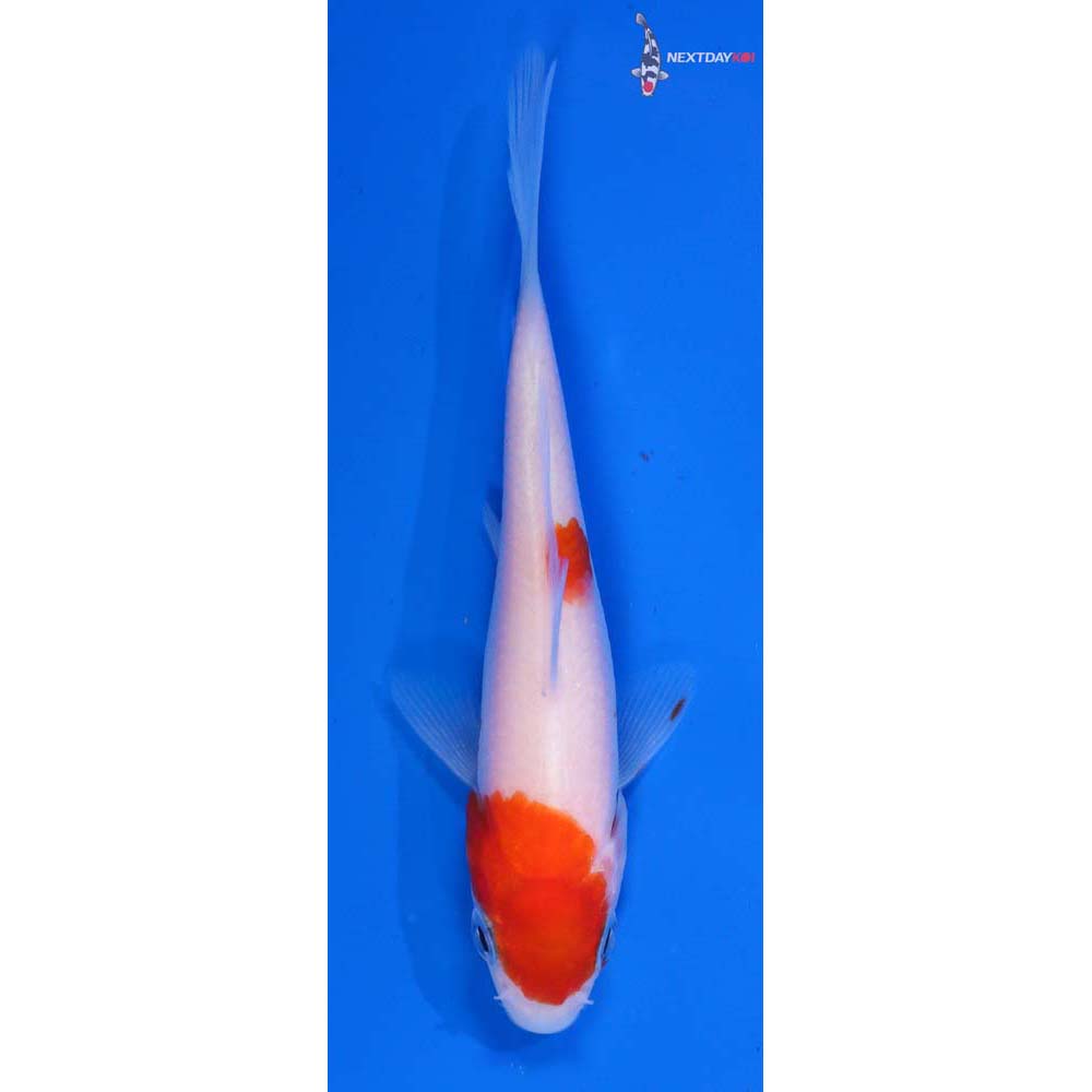 Kohaku Koi Fish For Sale | Next Day Koi