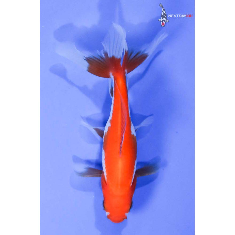 Single Goldfish Koi Fish For Sale Next Day Koi