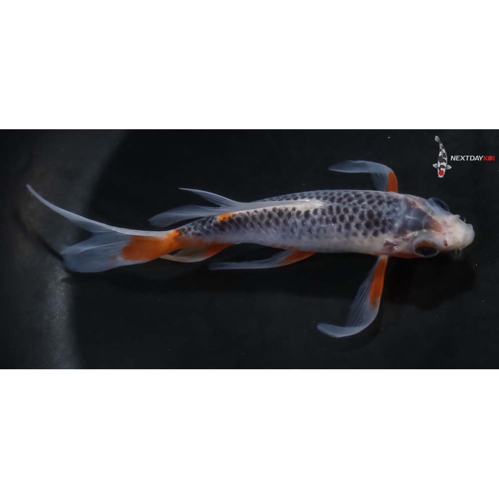 リール Koi Bayspin ZX | 株式会社ベイシックジャパン