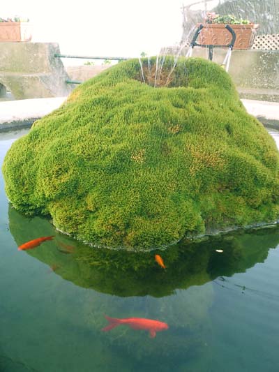 Fountain in a koi pond|Brushes used in holding tank|Koi pond swimming near a skimmer pre-filter|How Sand Filters work|Diagram showing the principle of how bead filters work