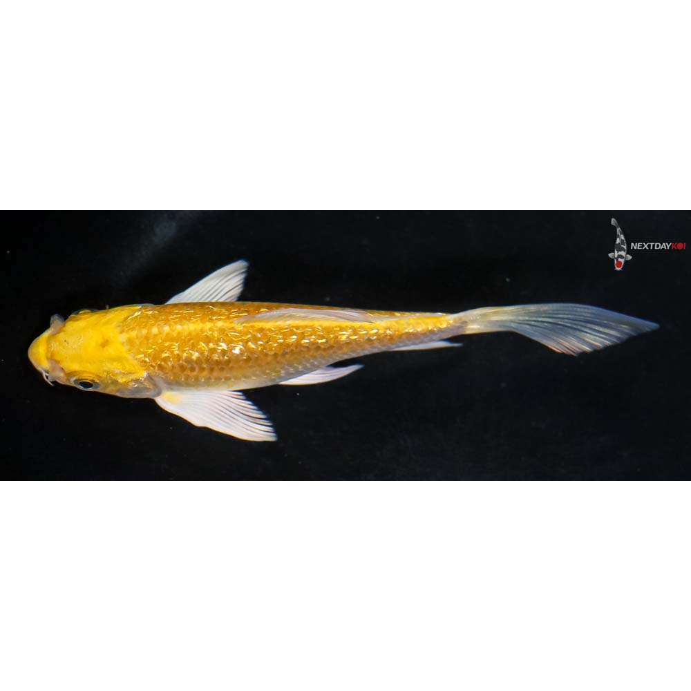 5.5” Imported Gin Rin Yamabuki Ogon Butterfly Koi - Image 4