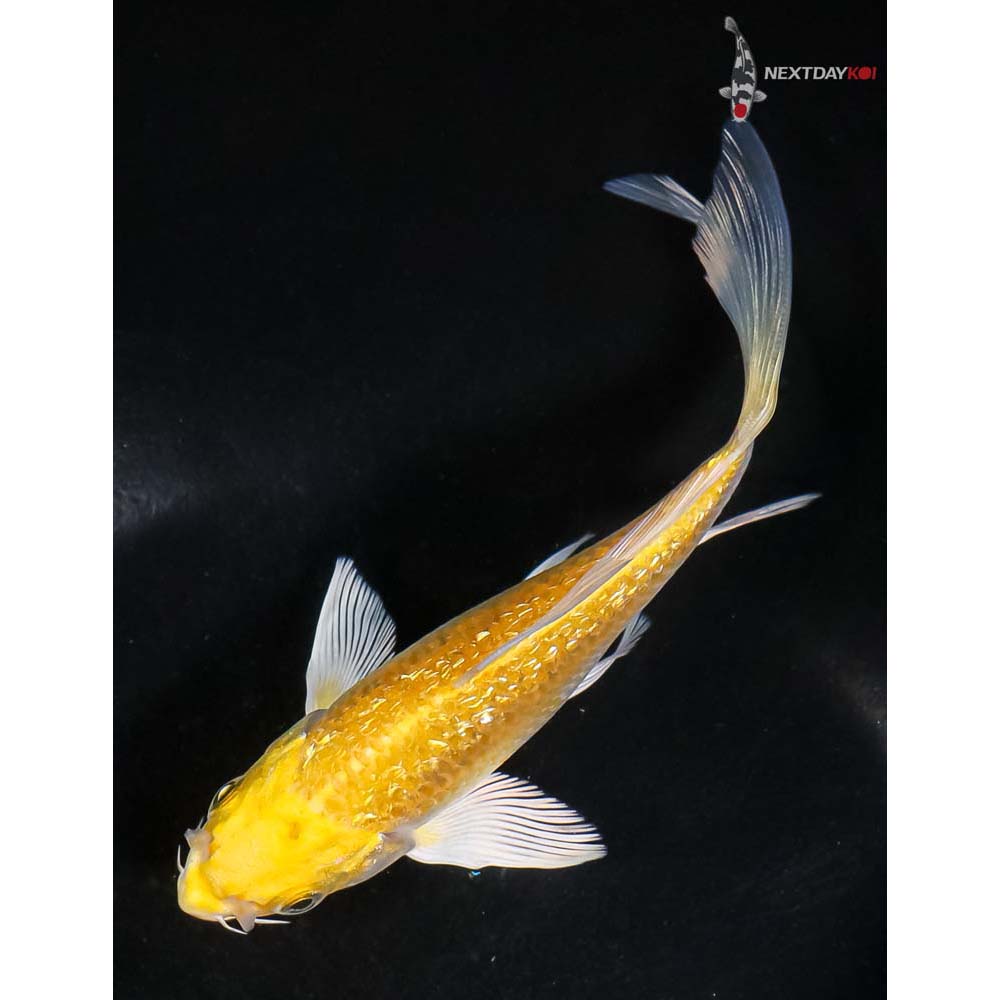 5.5” Imported Gin Rin Yamabuki Ogon Butterfly Koi - Image 5