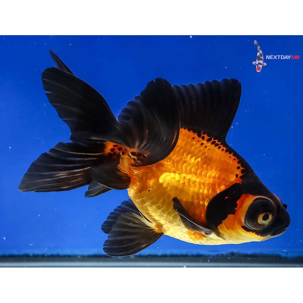 5” Imported Red and Black Butterfly Tail - Image 4