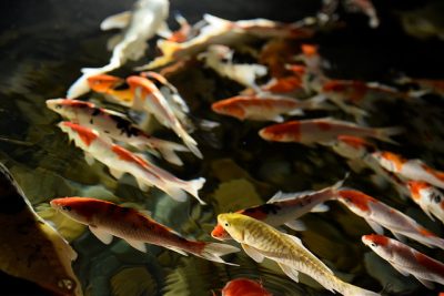 koi fish swimming in a pond|KOI nitrogen cycle v2|Temperature and Dissolved Oxygen concentration chart for koi ponds|Red streaked fins on a koi|koi gasping at the surface for air|Foam on top of a koi pond