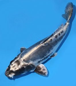 Ghost koi
