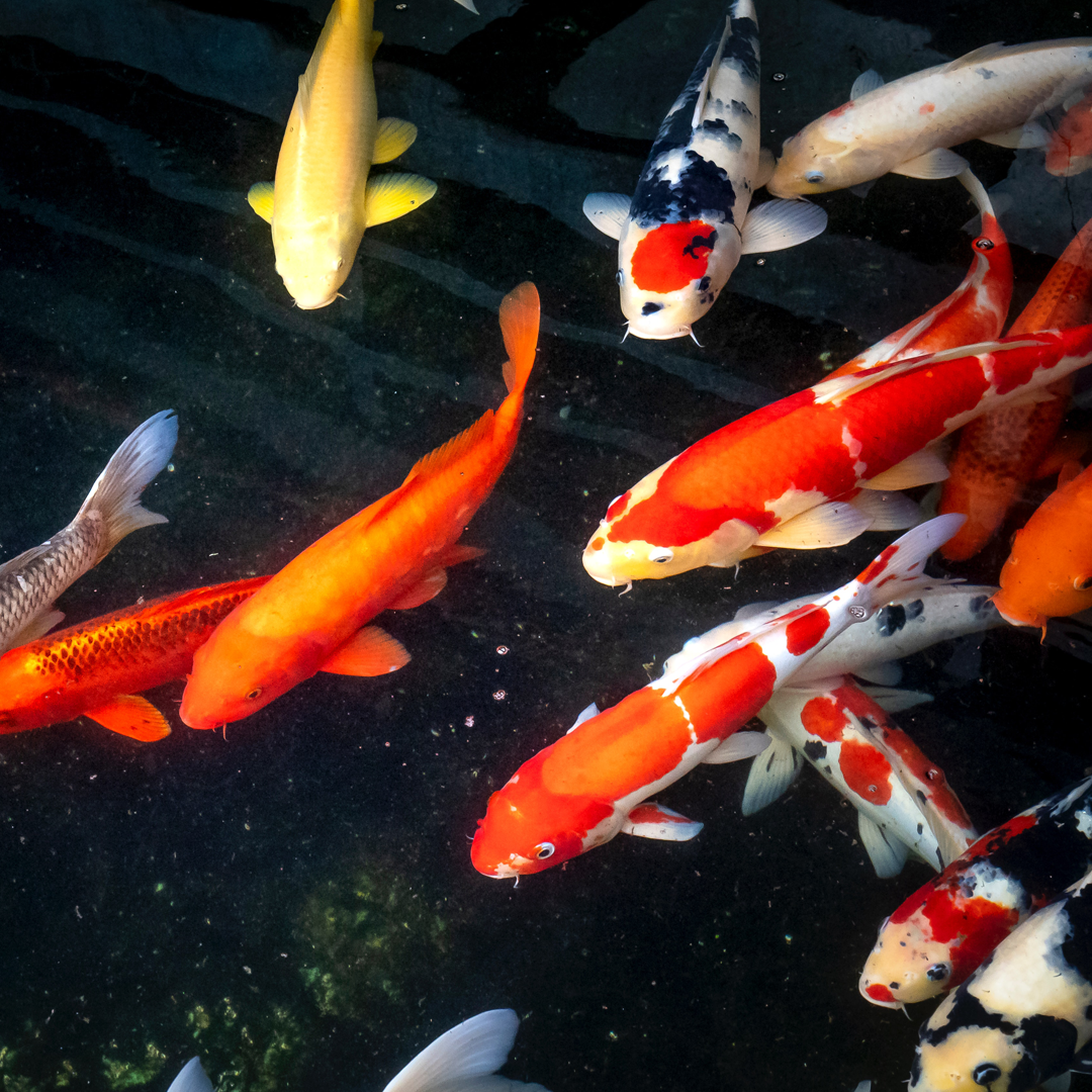 Understanding Koi and Goldfish Behavior | Next Day Koi