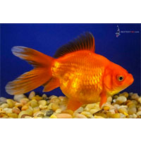 Red Sabao Fancy Goldfish|Red Sabao Fancy Goldfish|