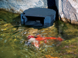 Koi pond swimming near a skimmer pre-filter