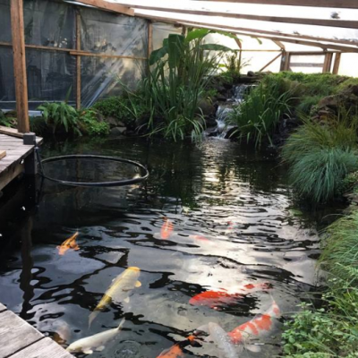 Ko pond coverage used in winter
