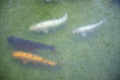 Rain water falling on a Koi pond|Green water in a koi pond|Acid rain distribution in the USA