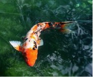 Gorgeous sanke koi in clear blue water