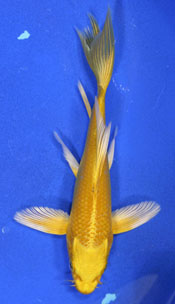 Yamabuki butterfly koi fish|Yamabuki Doitsu butterfly koi fish