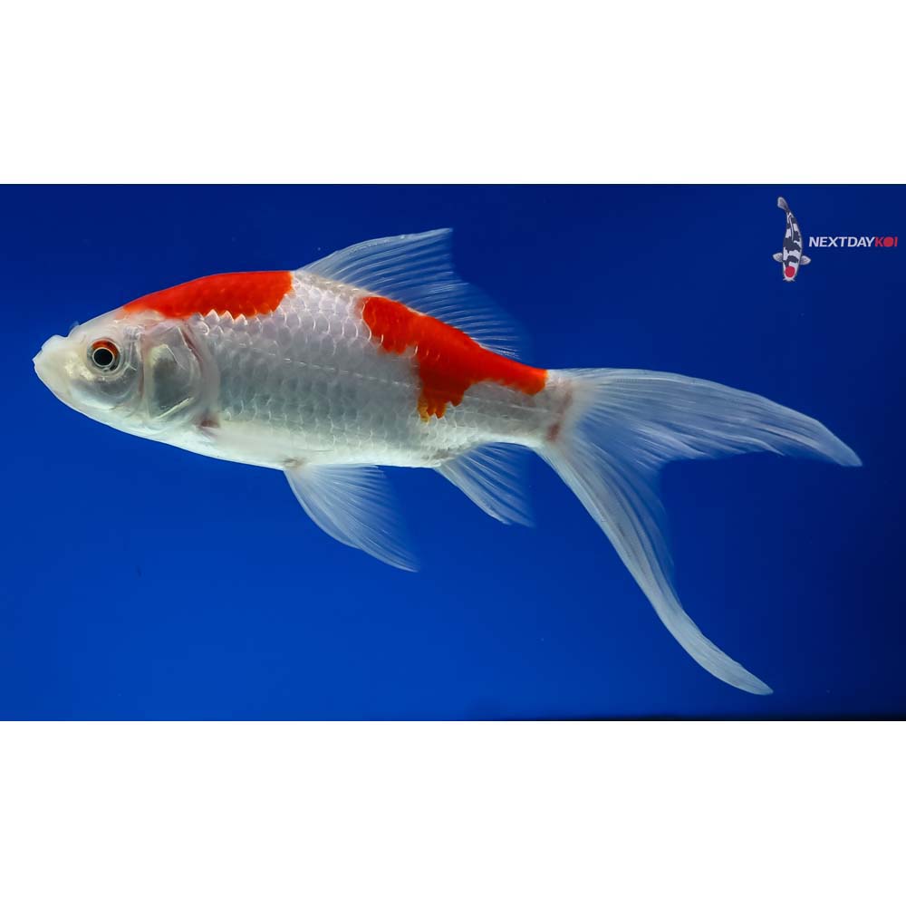 6.5” Sarasa Comet - Image 5