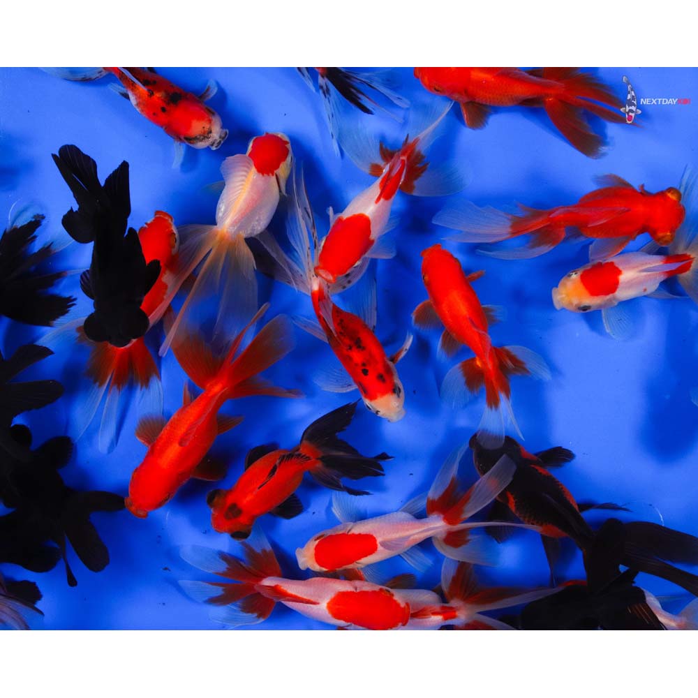 3-4" Imported Premium Mixed Fantail Goldfish