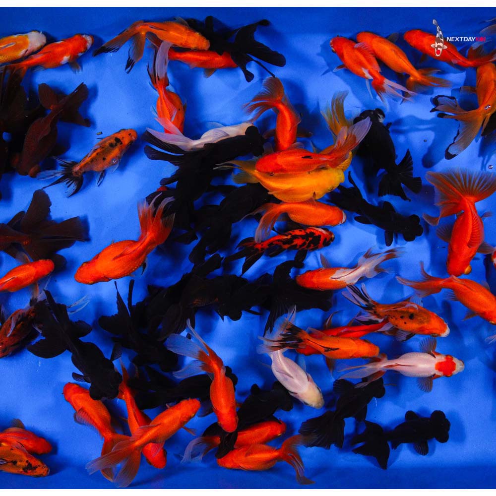 4-5" Imported Mixed Fantail Goldfish