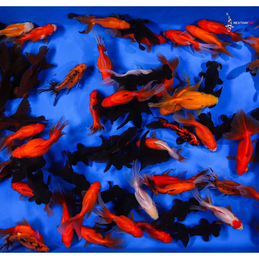 4-5" Imported Mixed Fantail Goldfish