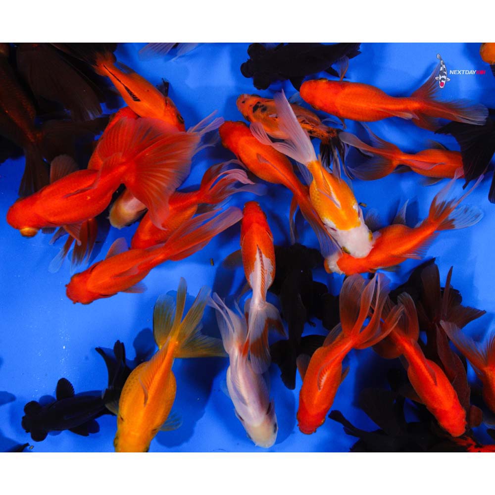 4-5" Imported Mixed Fantail Goldfish