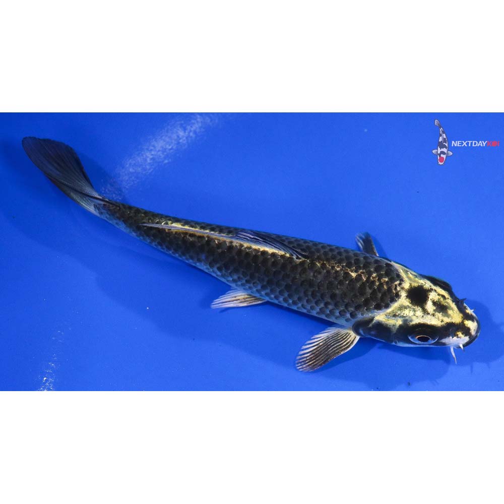 5.5” Imported Kujaku