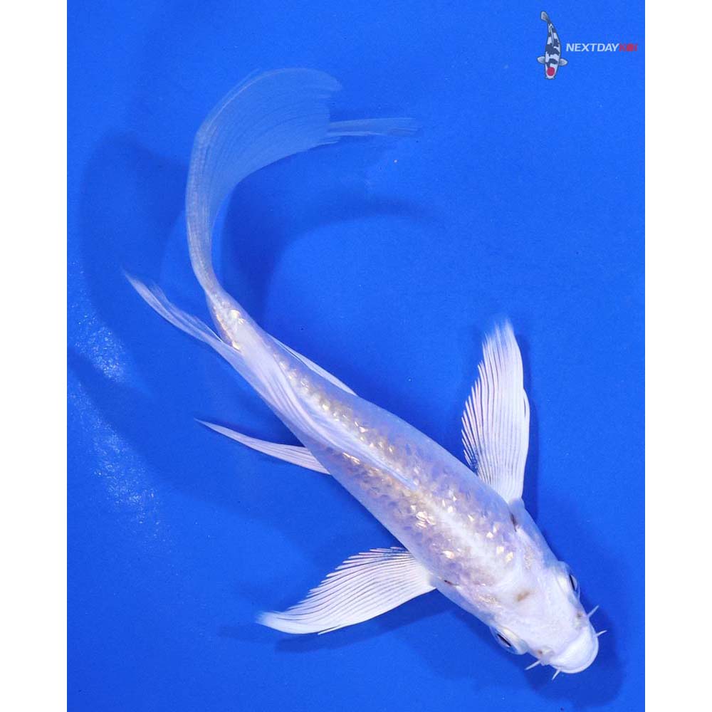5” Imported Ochiba Shigure Butterfly Koi | Next Day Koi