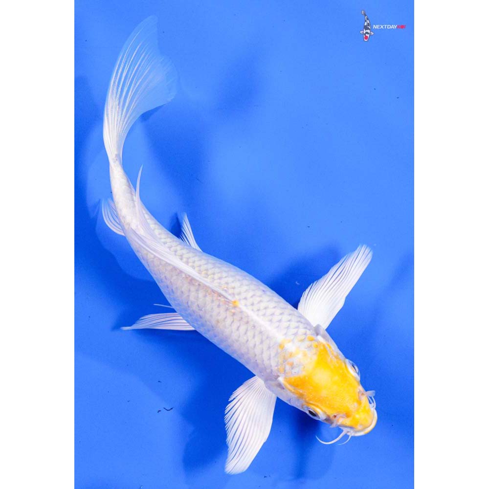 7” Imported Lemon Hariwake Butterfly Koi