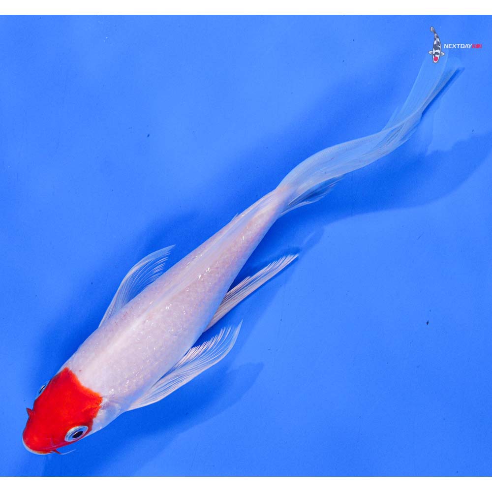 8” Imported Hariwake Butterfly Koi