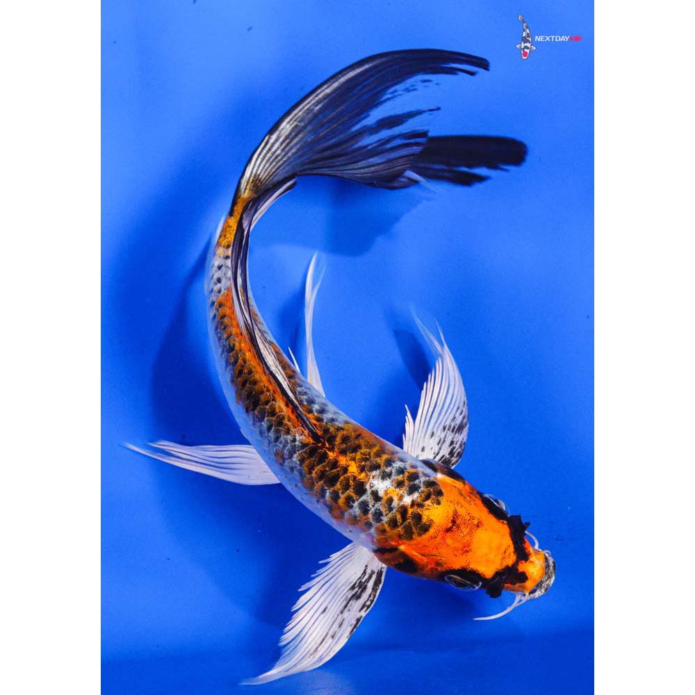 8” Imported Kujaku Butterfly Koi