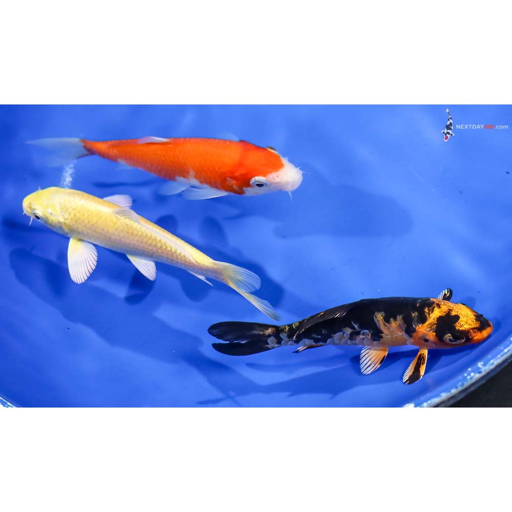 Lot of (3) 4-5” Imported Assorted Koi