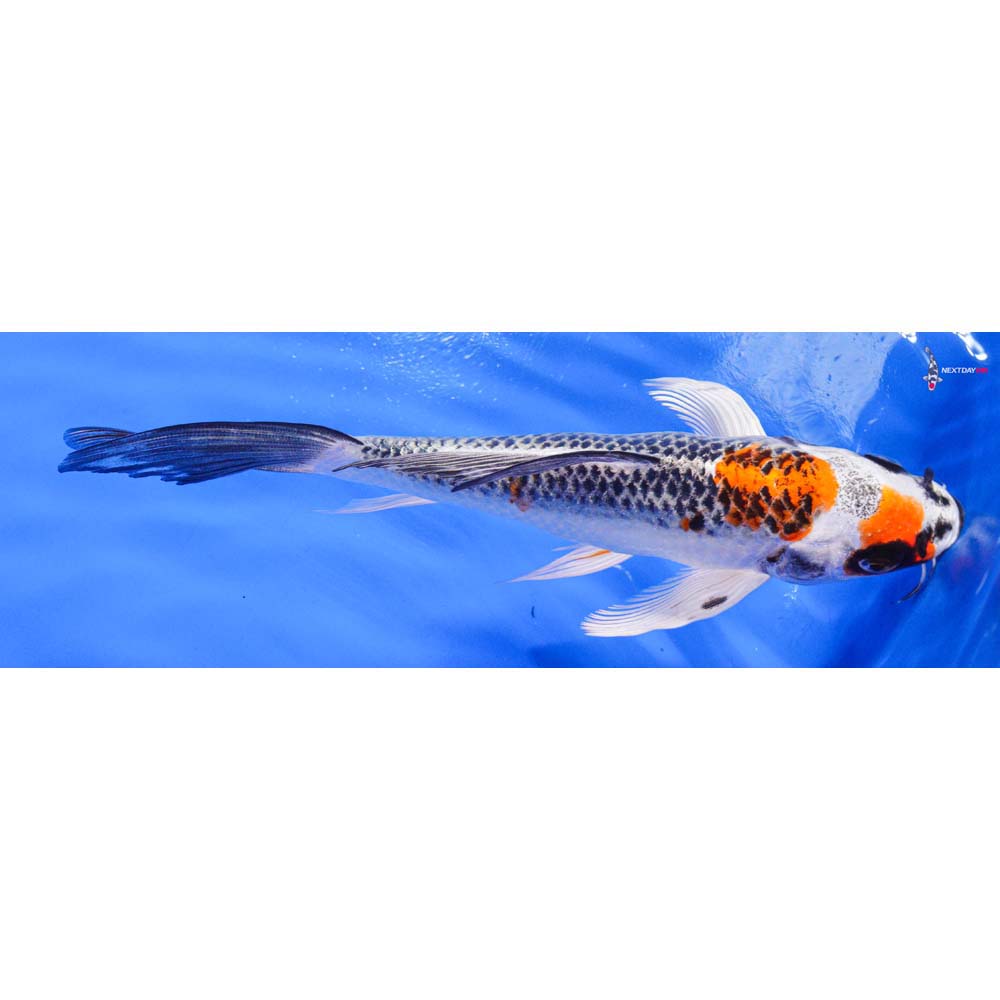 7” Imported Kujaku Butterfly Koi