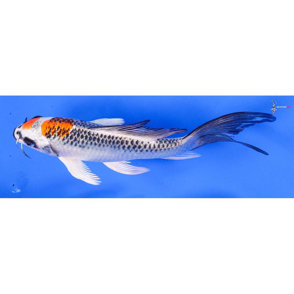 7” Imported Kujaku Butterfly Koi