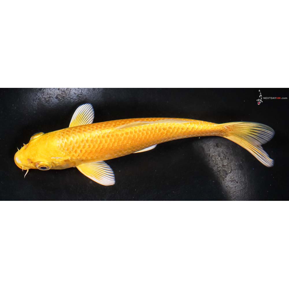 6.5” Imported Yamabuki Ogon