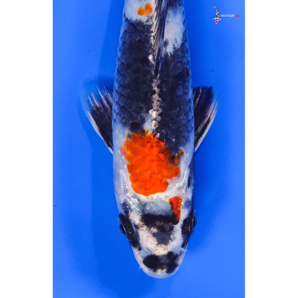 サマーセール ミニグランド バンドル Kin Imported 8” Showa Koi Day Next | 絵画