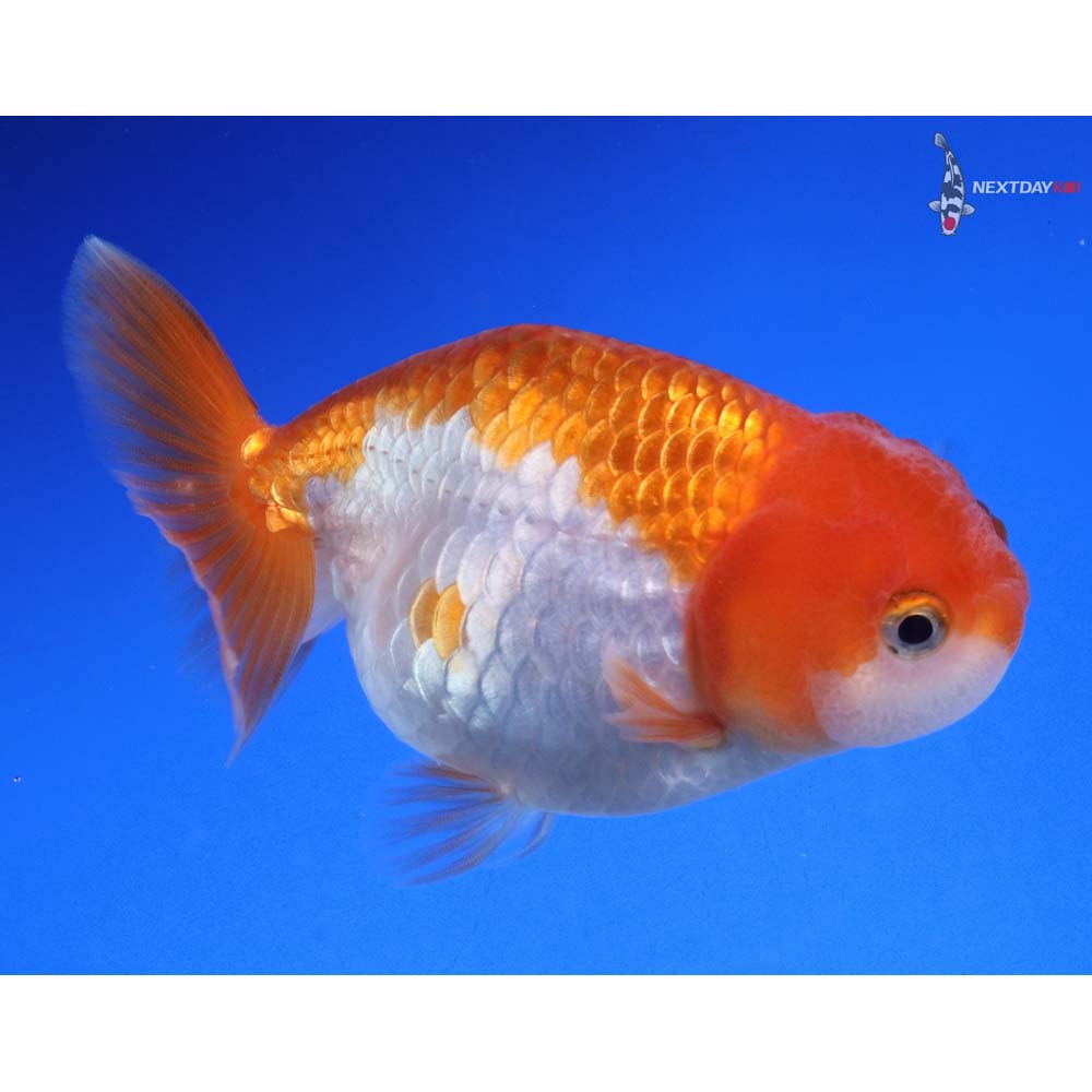 RAKUDO Amazon.com: Max Factory Okami: Shiranui DX Nendoroid Action