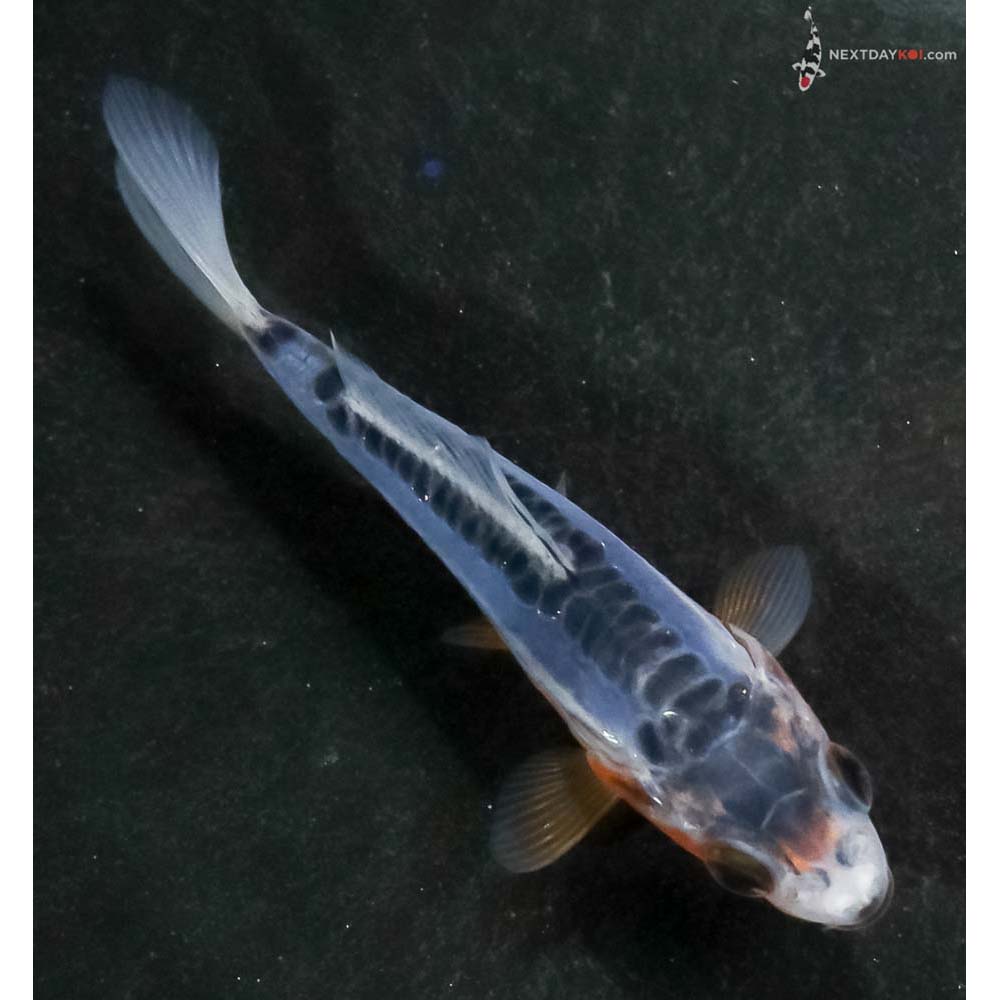 3” Imported Shusui - Image 3